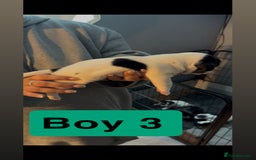 Jack Russell dogs for sale: Jack Russell puppy’s  - Image 12