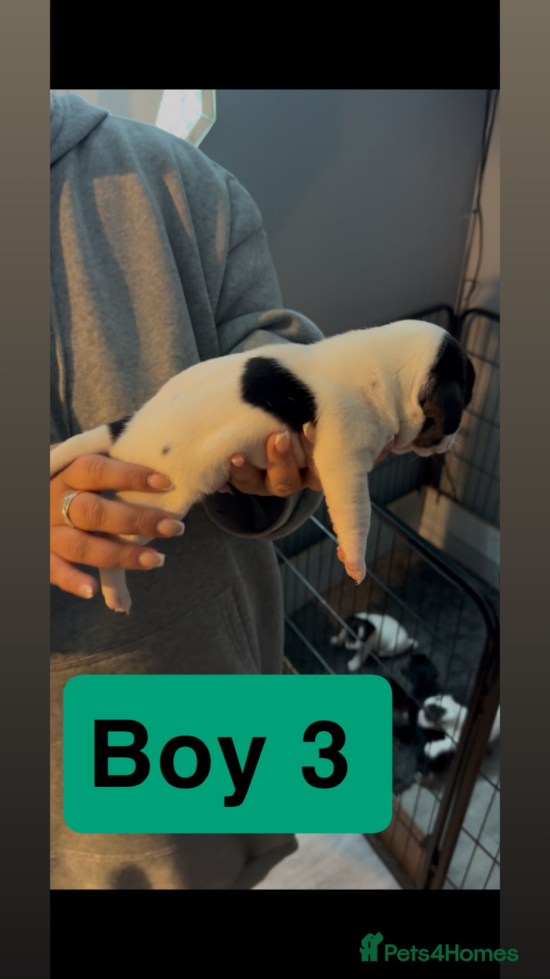 Jack Russell dogs for sale: Jack Russell puppy’s  - Image 12