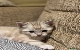 Ragdoll cats for sale: Adorable Ragdoll X Snow Bengal Kittens - Advert 24