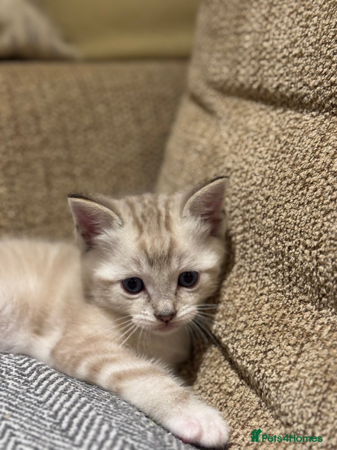 Ragdoll cats for sale: Adorable Ragdoll X Snow Bengal Kittens - Advert 24