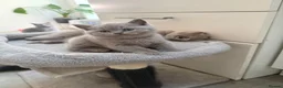 British Shorthair cats for sale: Beautiful lilac British Shorthair kittens  - Advert 10