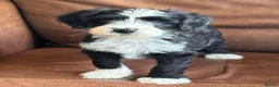 Tibetan Terrier dogs for sale: Beautiful Kc Registered Tibetan Terrier Puppies - Advert 28
