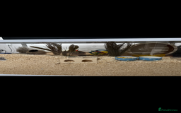 Hamster rodents for sale: Re-homing my hamster pumpkin  - Image 2