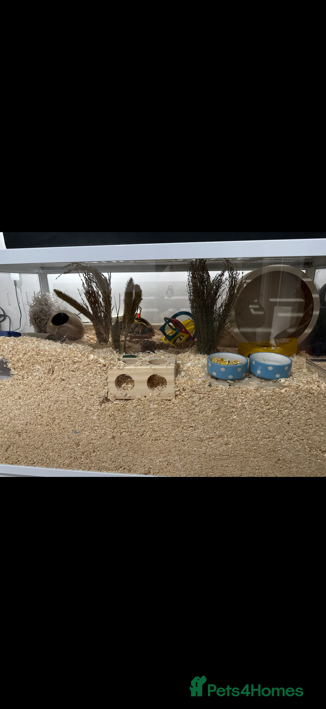 Hamster rodents for sale: Re-homing my hamster pumpkin  - Image 2