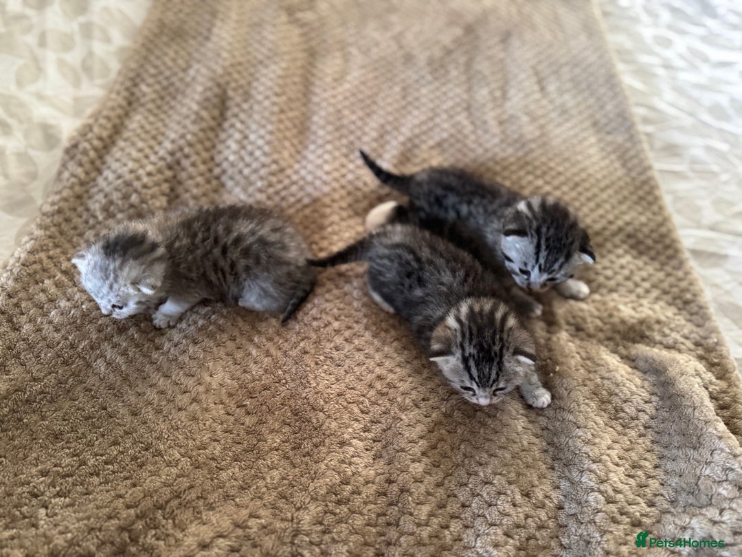 British Shorthair cats for sale: Beautiful lilac British shorthair X kittens - Image 11