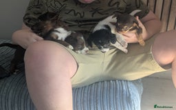 Mixed Breed dogs for sale: Adorable puppies ready 11/10 - Image 15