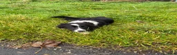 Border Collie dogs for sale: Border collie  - Advert 5