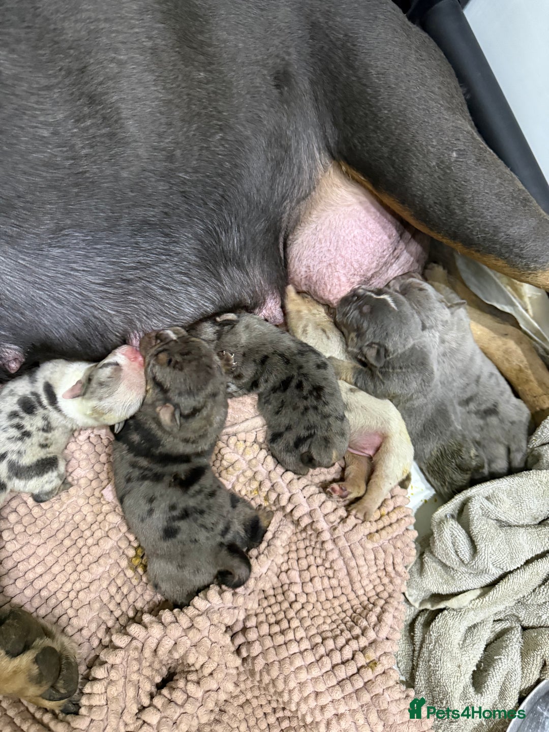 English Bulldog dogs for sale: 14 Week Old Male Lilac Merle English Bulldog - Advert 2