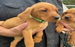 Labrador Retriever dogs for sale: Fox Red/ black Labrador puppies  - Image 9