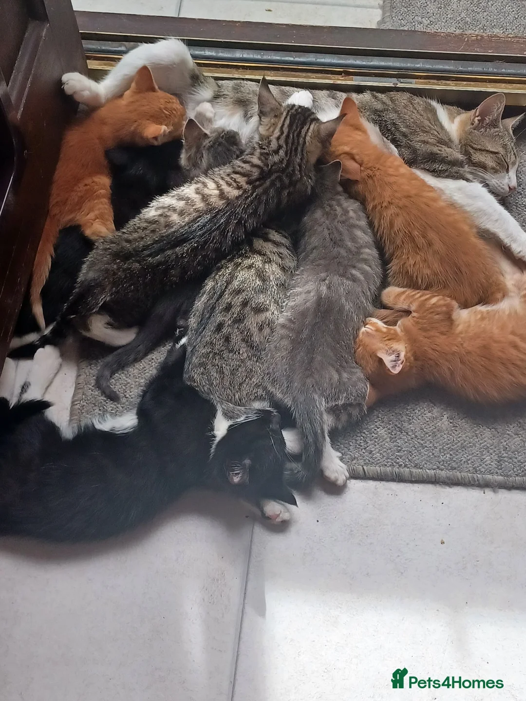 Mixed Breed cats for sale: ADORABLE KITTENS FOR SALE - Advert 17