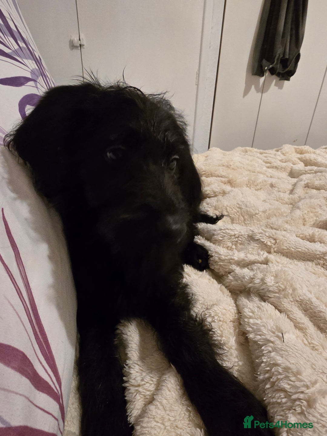 Labradoodle dogs for sale: Labradoodle - Image 3