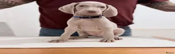 Weimaraner dogs for sale: Gorgeous silver Weimaraner puppies READY SOON !! - Advert 7