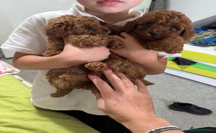 Toy Poodle dogs - Advert 7