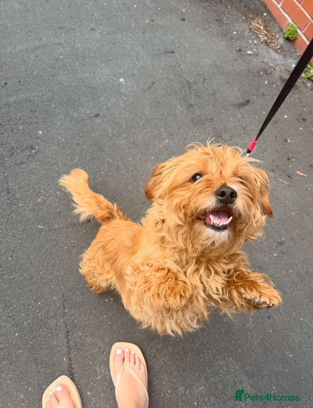Shorkie dogs for sale: Looking to rehome: trusted family wanted  - Advert 1