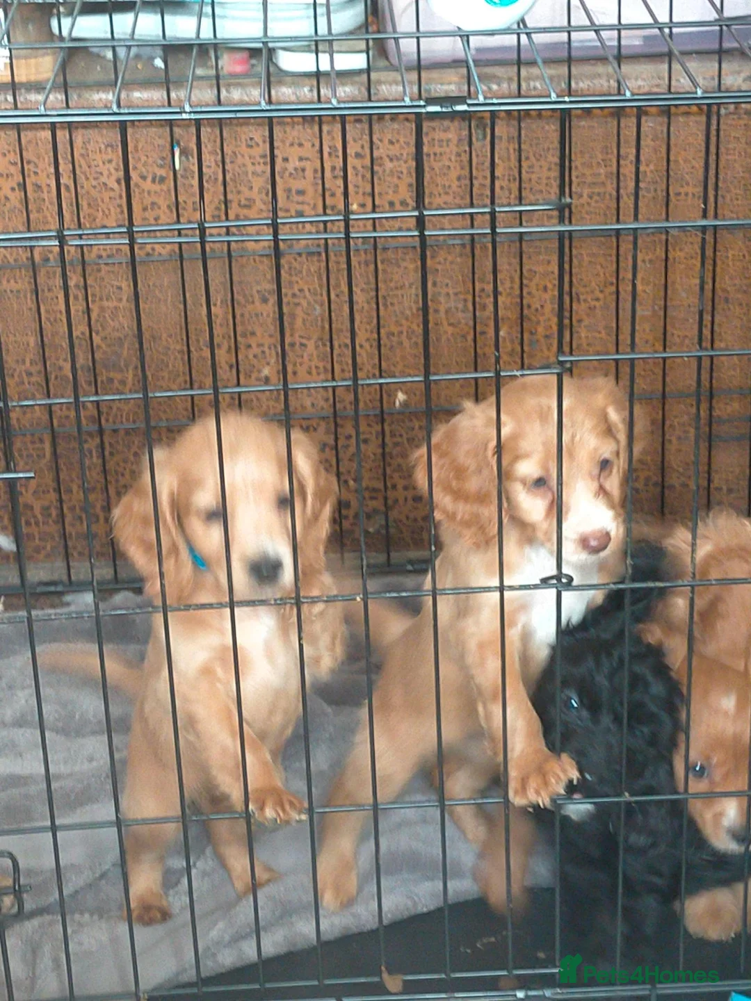 Cockapoo dogs for sale: 5 beautiful cockapoo puppies  - Advert 2