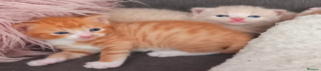 Maine Coon Kitten 3
