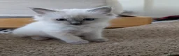 Ragdoll cats for sale: Stunning ragdoll kittens for sale.  - Advert 20