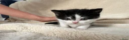 British Shorthair cats for sale: Beautiful British Shorthair Kittens Available  - Advert 8