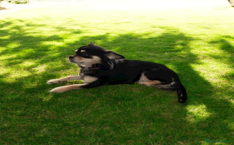 Chihuahua dogs - Advert 3