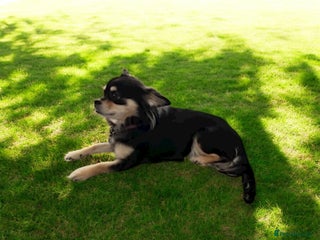 Chihuahua dogs for sale - Advert 1