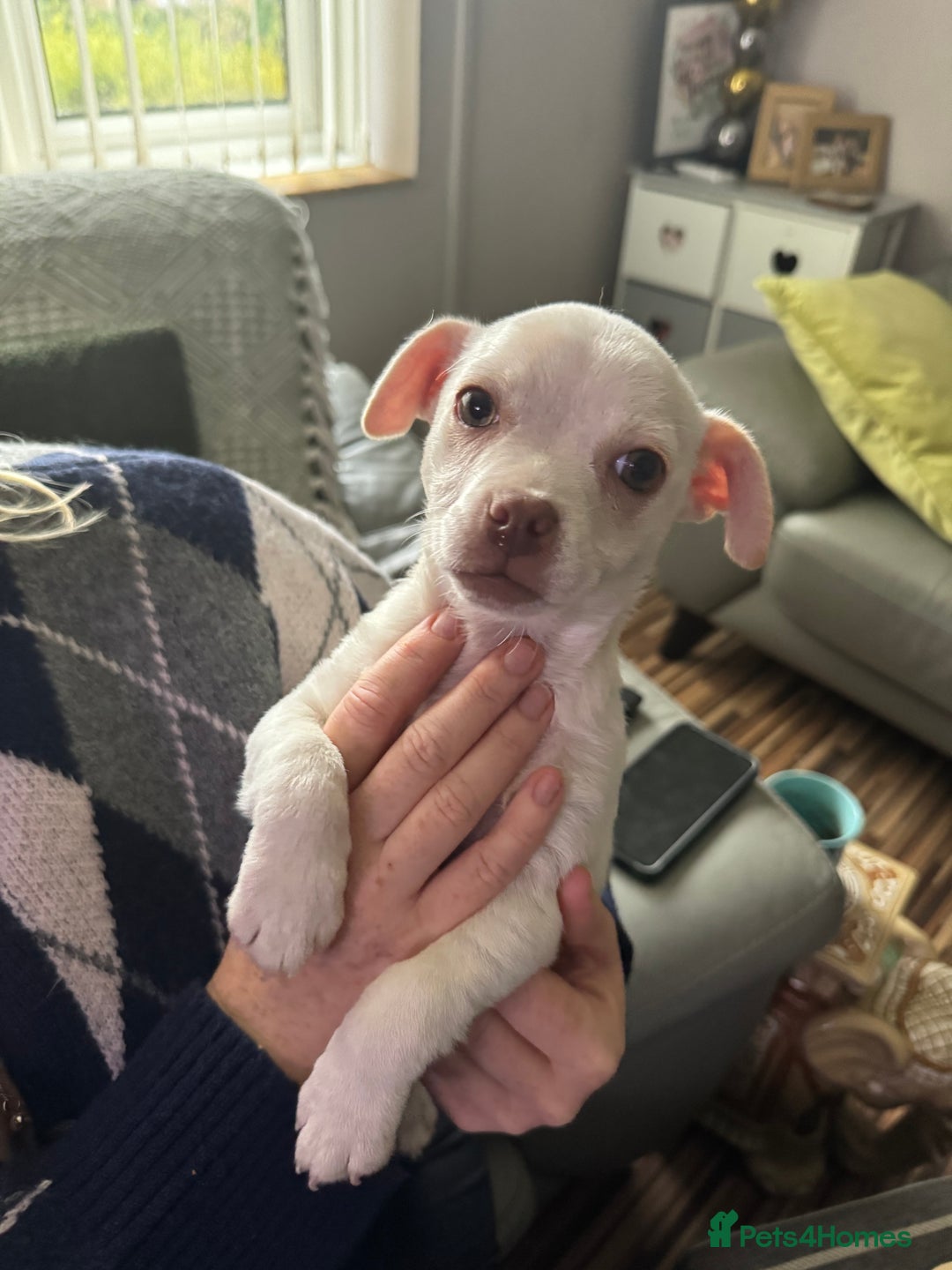 Jug dogs for sale: Jack Russell x pug puppy  - Advert 4