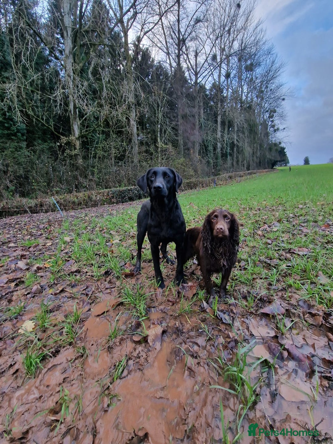 Labrador Retriever dogs for sale: KC Working Labrador Bitch - Advert 11