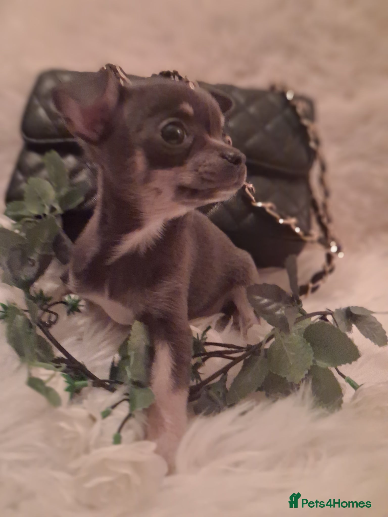 Chihuahua dogs Two chihuahua girls - Advert 1