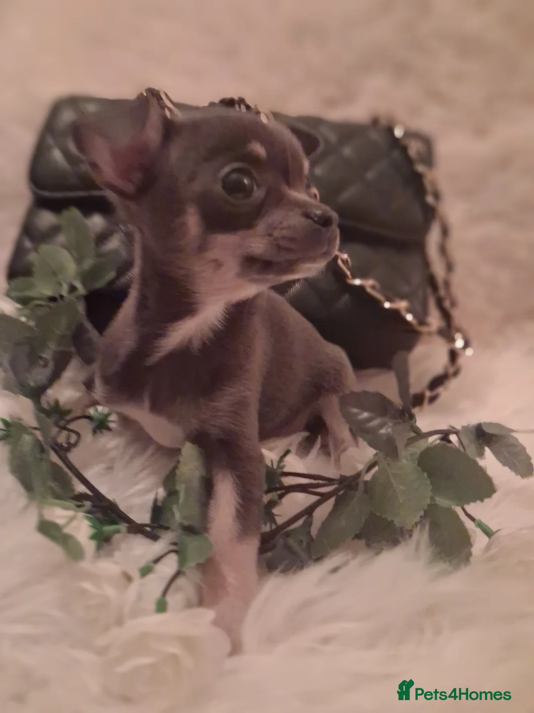 Chihuahua dogs for sale: Two chihuahua girls - Advert 1