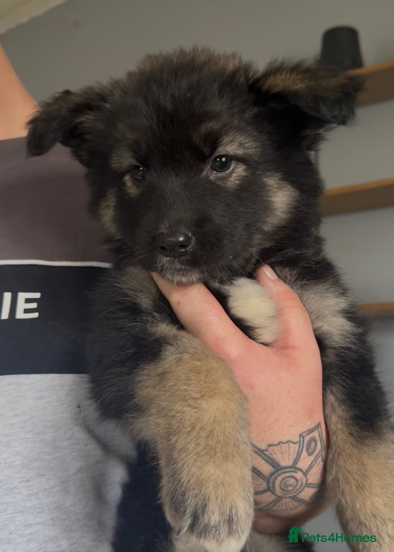 Mixed Breed dogs REDUCED READY NOW 1 GIRL LEFT  - Advert 6