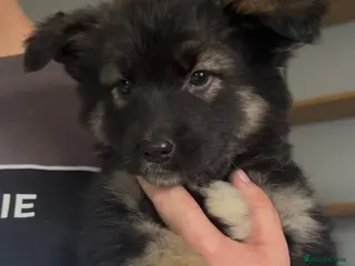 Mixed Breed dogs REDUCED READY NOW 1 GIRL LEFT - Advert 6