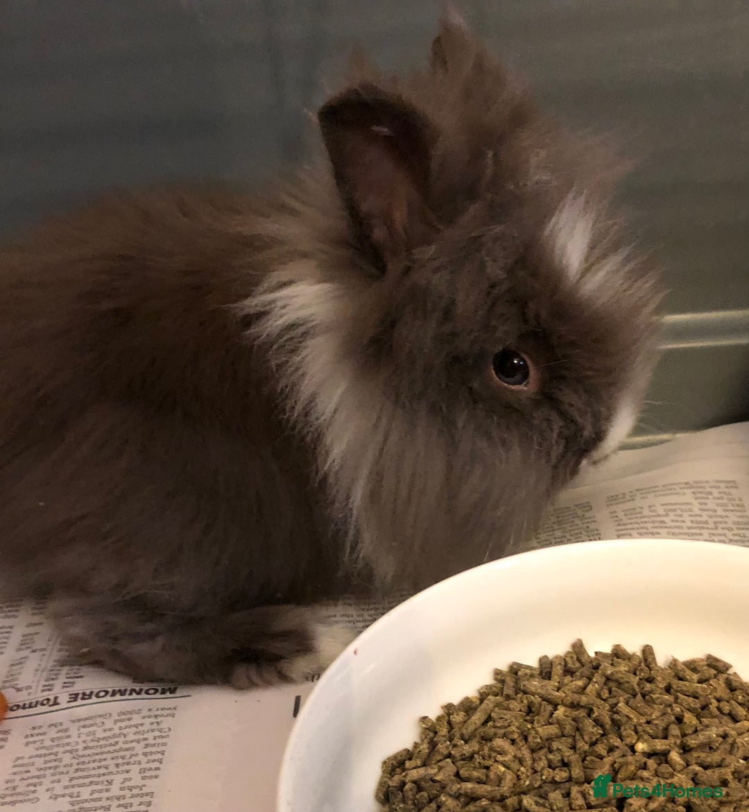 Lionhead rabbits for sale: Lion head Rabbits for sale - Image 7