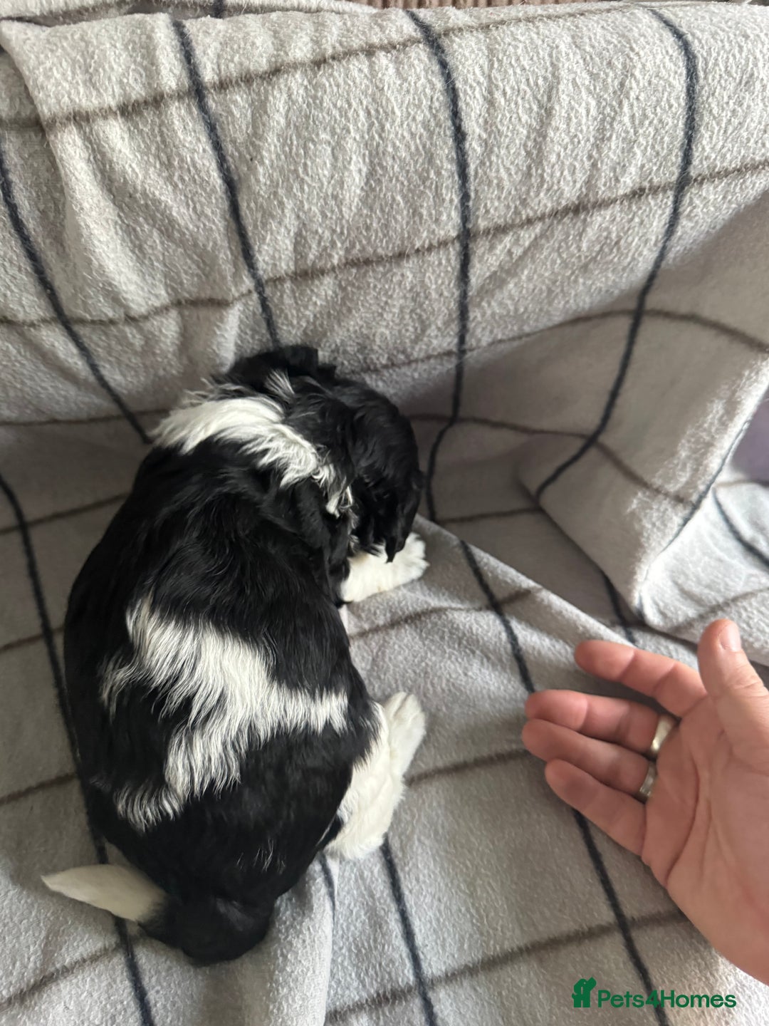 Mixed Breed dogs for sale: 8 Springer mix Puppies - Advert 24