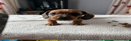 Miniature Dachshund dogs for sale: Shaded red kc reg Miniature dachshund   - Advert 3