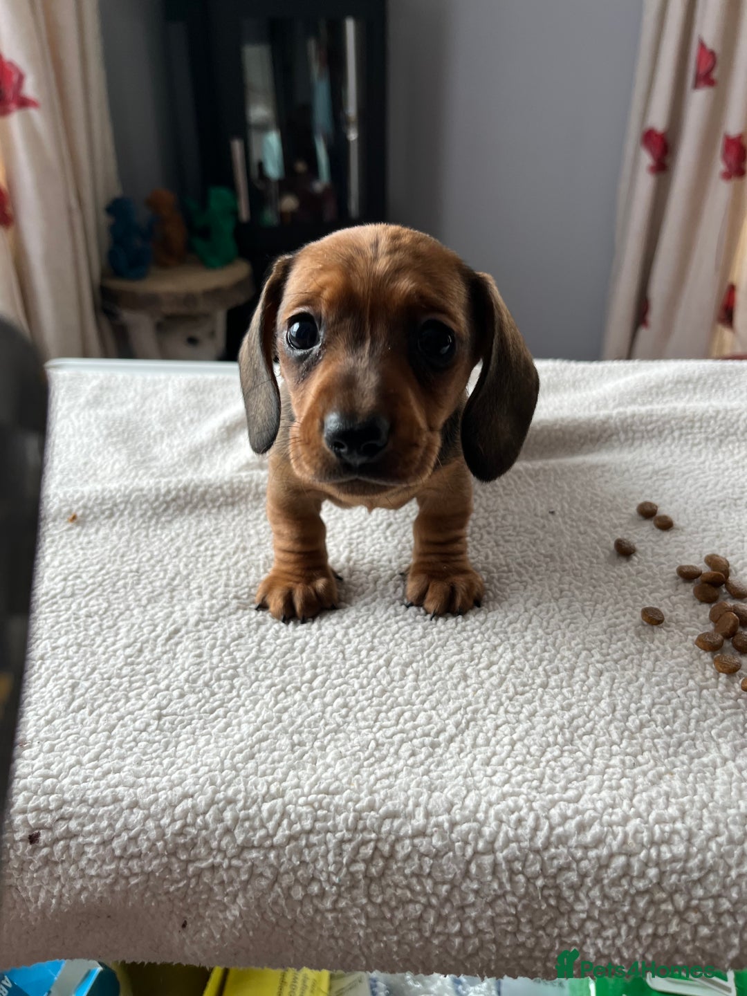 Miniature Dachshund dogs for sale: Shaded red kc reg Miniature dachshund   - Image 3