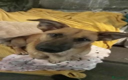 Mixed Breed dogs for adoption: Mario seeking forever home  - Image 3