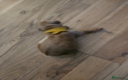 Cockapoo dogs for sale: Cockapoo puppies for sale! - Image 6