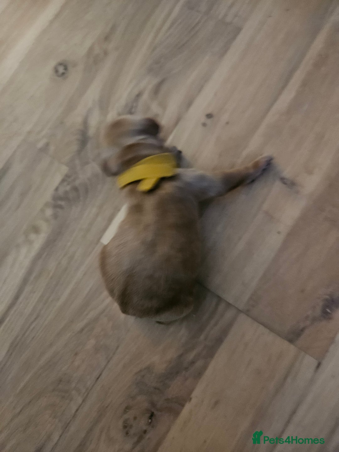 Cockapoo dogs for sale: Cockapoo puppies for sale! - Image 6