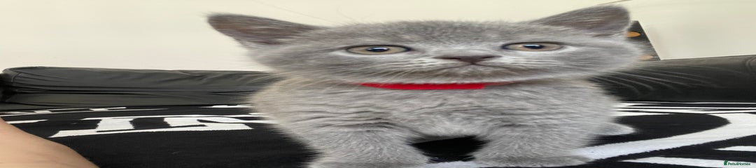 British Shorthair Kitten 2