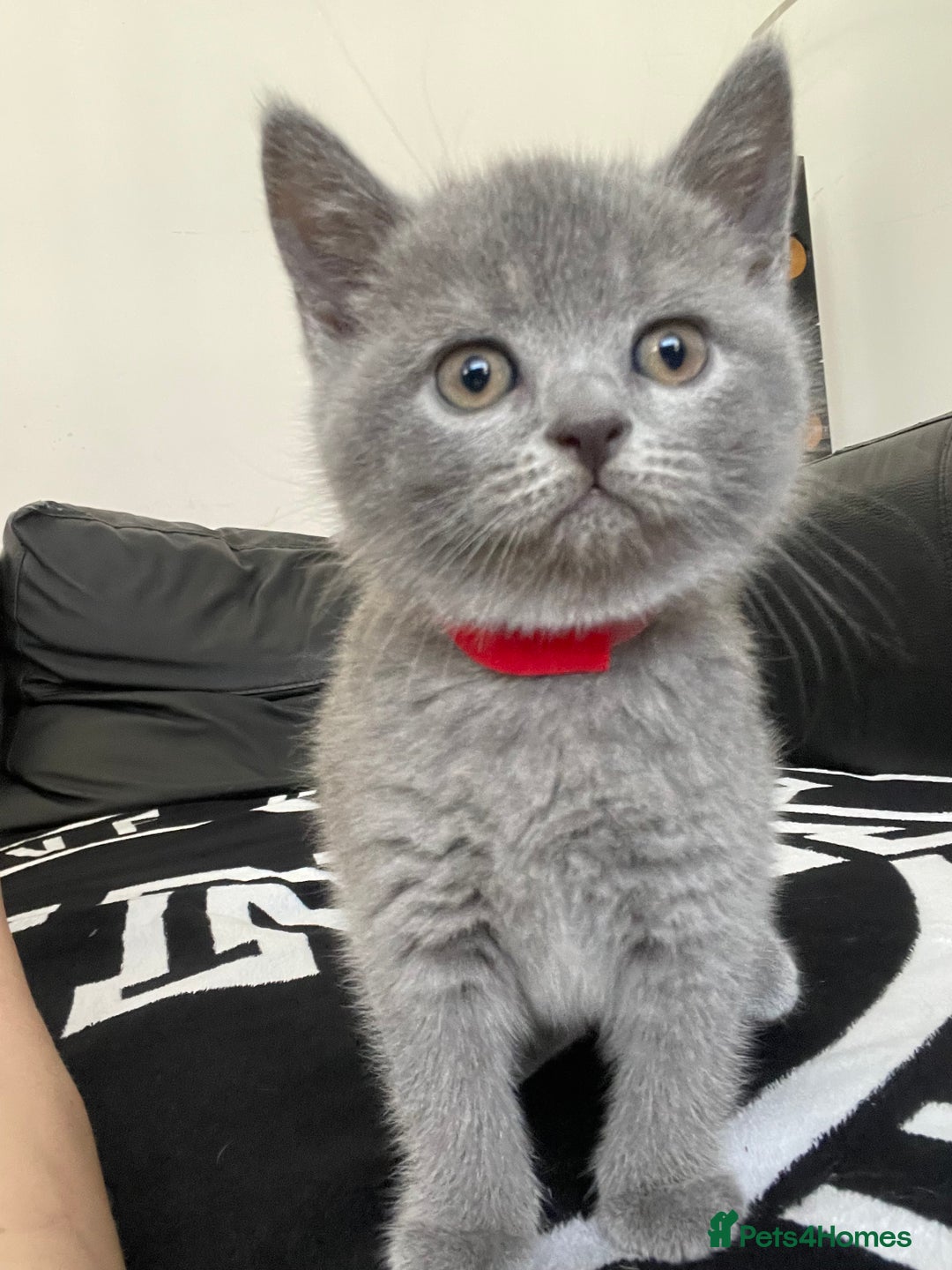 British Shorthair cats for sale: •Blue BSH Kittens – Ready Now . Last kitten left  - Image 20