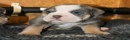 Olde English Bulldogge dogs for sale: Olde English bulldog puppies  - Advert 29