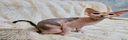 Sphynx cats for sale: Blue eyes Sphynx kitten TICA & GCCF show cats  - Advert 12