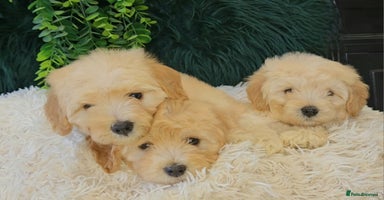 Maltipoo dogs - Advert 13