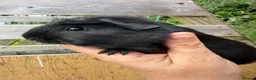 Guinea Pig rodents for sale: Beautiful crested black sow - Advert 1