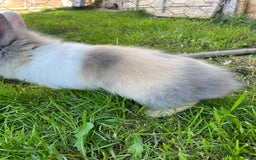 Lionhead rabbits for sale: Lion head  - Image 20