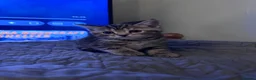Mixed Breed cats for sale: American bobtail/tortoise shell  - Advert 15