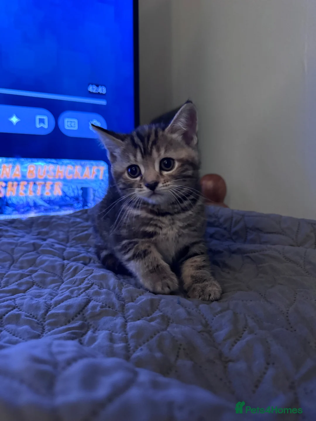 Mixed Breed cats for sale: American bobtail/tortoise shell  - Advert 15