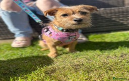 Mixed Breed dogs for sale: Small Jack russel cross  - Image 12