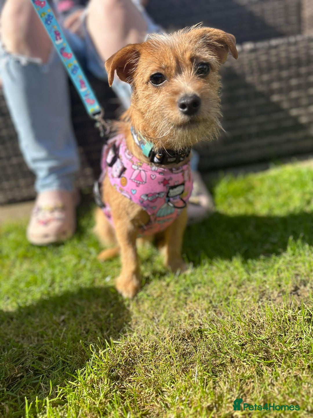 Mixed Breed dogs for sale: Small Jack russel cross  - Image 12