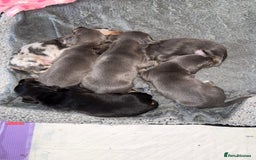Dachshund dogs for sale: BEAUTIFUL DACHSHUND PUPPIES 🐾 - Image 13