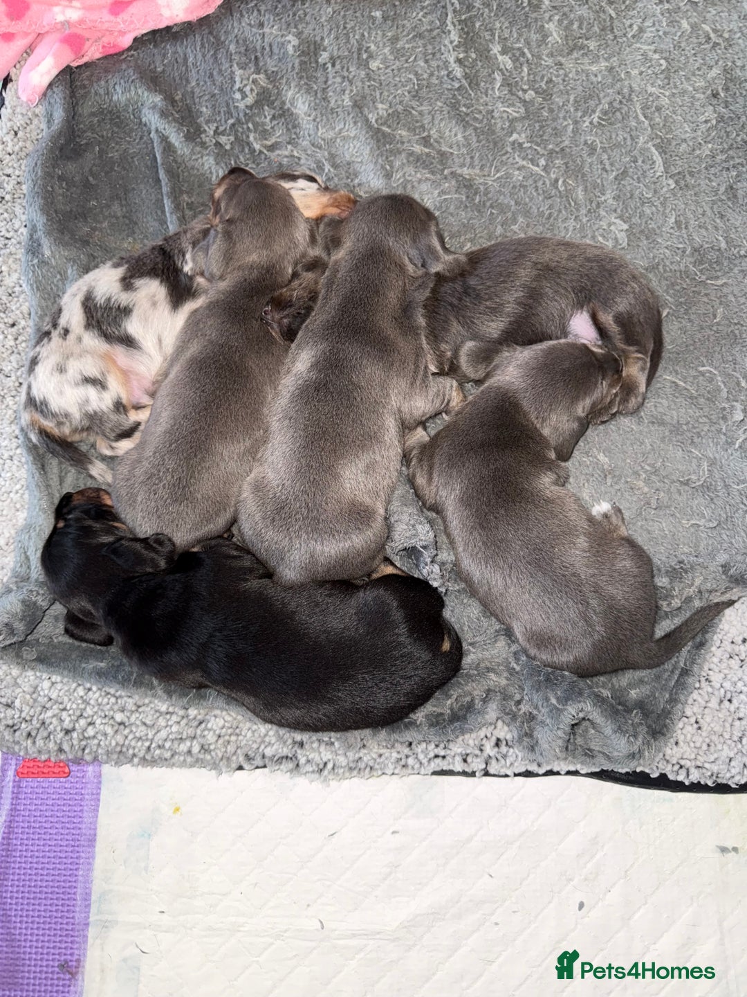 Dachshund dogs for sale: BEAUTIFUL DACHSHUND PUPPIES 🐾 - Image 13
